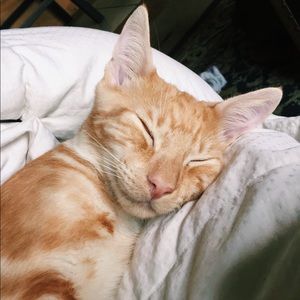 Meet your Posher, Abby